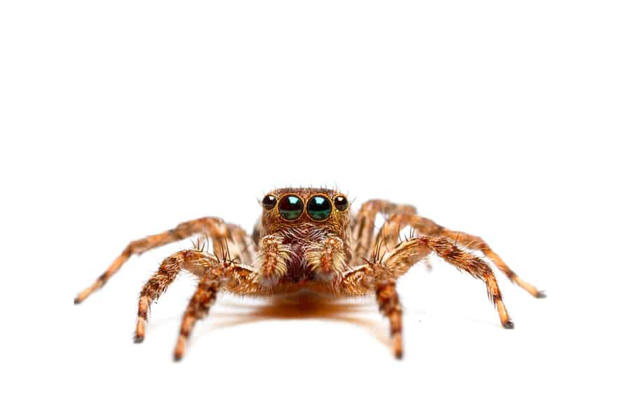 What Color Do Spiders Hate?