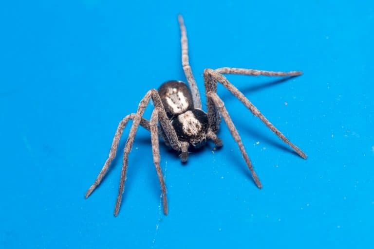 What Color Do Spiders Hate? | BeatPests