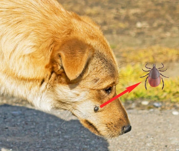 How Long Can Fleas Live in a Vacuum Cleaner? BeatPests