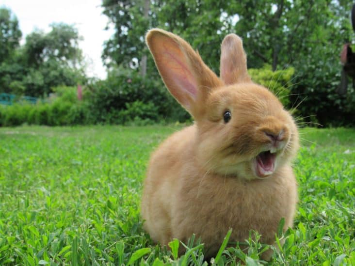5 Essential Oils That Repel Rabbits BeatPests