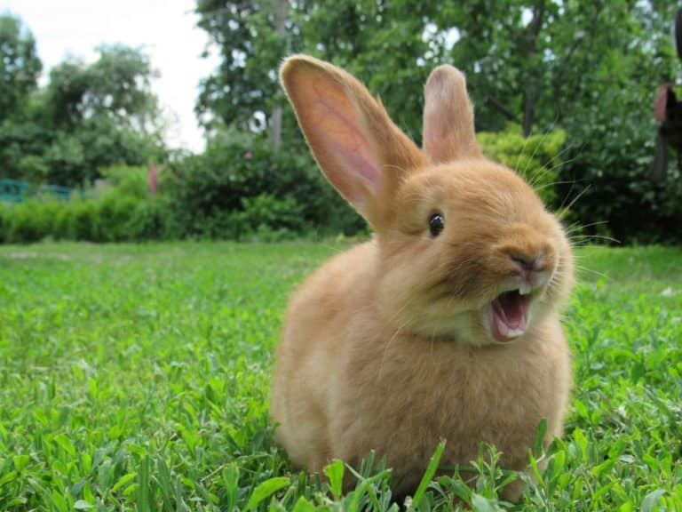 5 Essential Oils That Repel Rabbits BeatPests