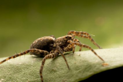 What Essential Oils Repel Spiders?