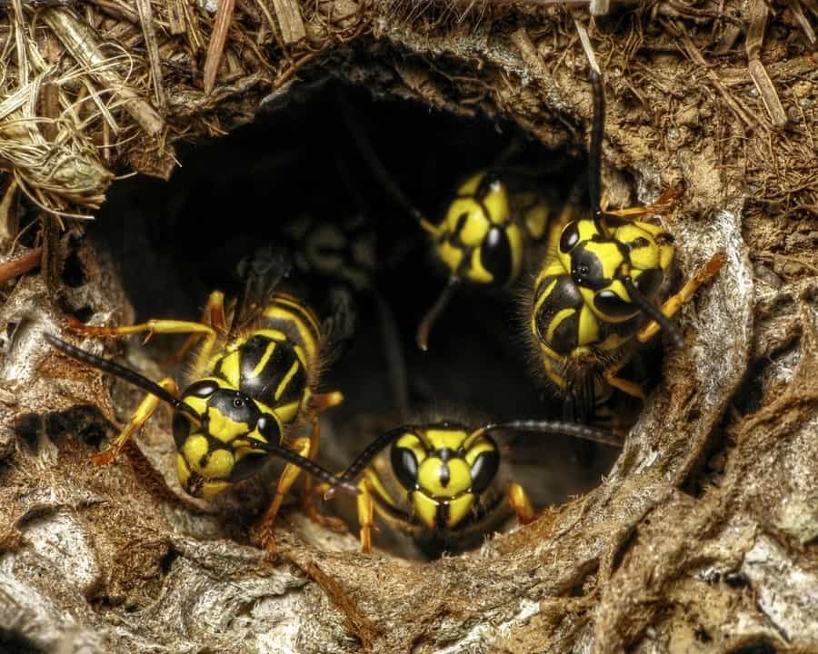 What Exactly Are Ground Wasps?