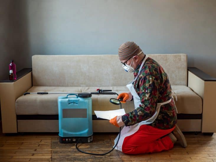 What To Do After Exterminator Sprays for Bed Bugs BeatPests