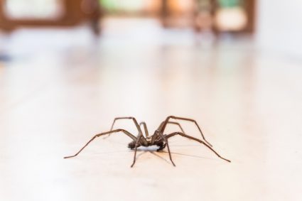 What Indoor Plants Keep Spiders Away?