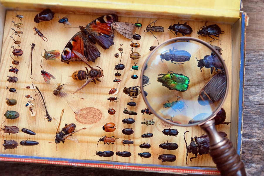 What Insects Live In Dresser Drawers