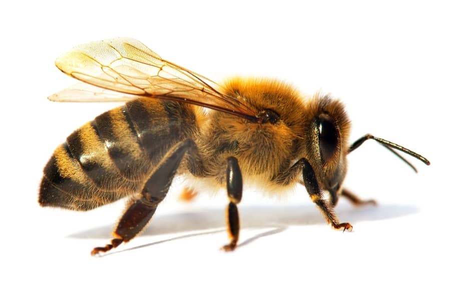 What Keeps Bees Away From Food?