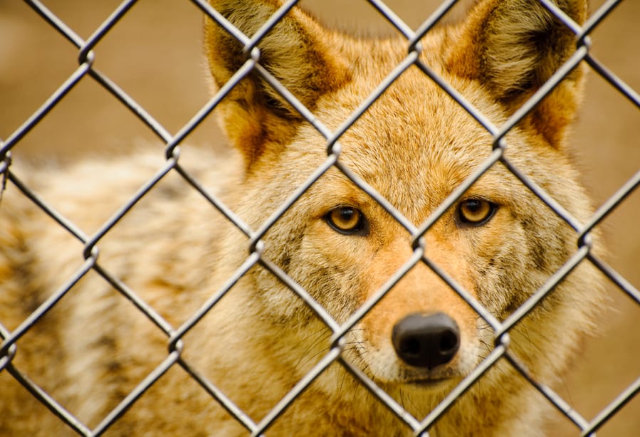 What Kind Of Fence Will Keep Coyotes Out?