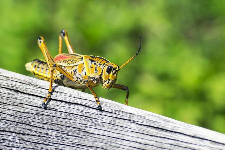 What Pests Does Rosemary Repel