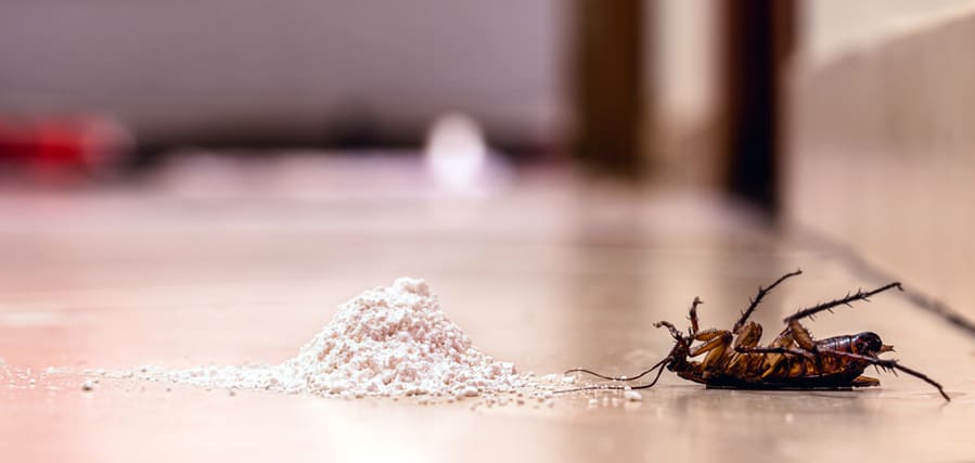 What Powder Kills Roaches