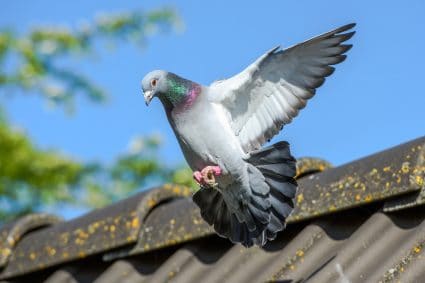 What Smell Do Pigeons Hate?
