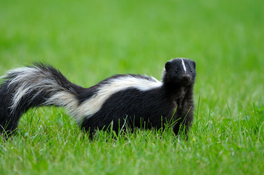 What Sound Does A Skunk Make?