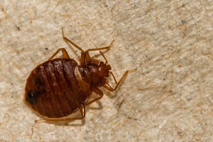 What To Do After Exterminator Sprays For Bed Bugs