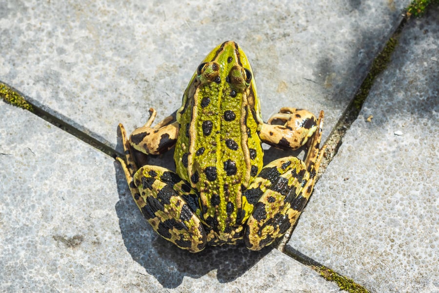 What To Do When You Spot A Frog In Your House?