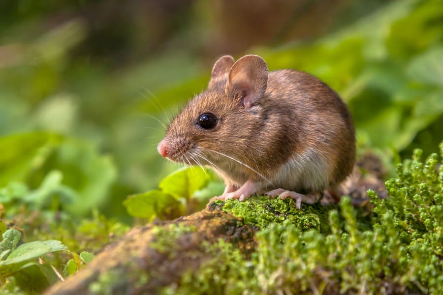 When To Call An Exterminator For Mice?