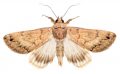 Where Do Moths Go During The Day?