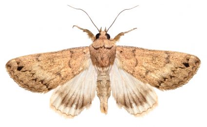 Where Do Moths Go During The Day?