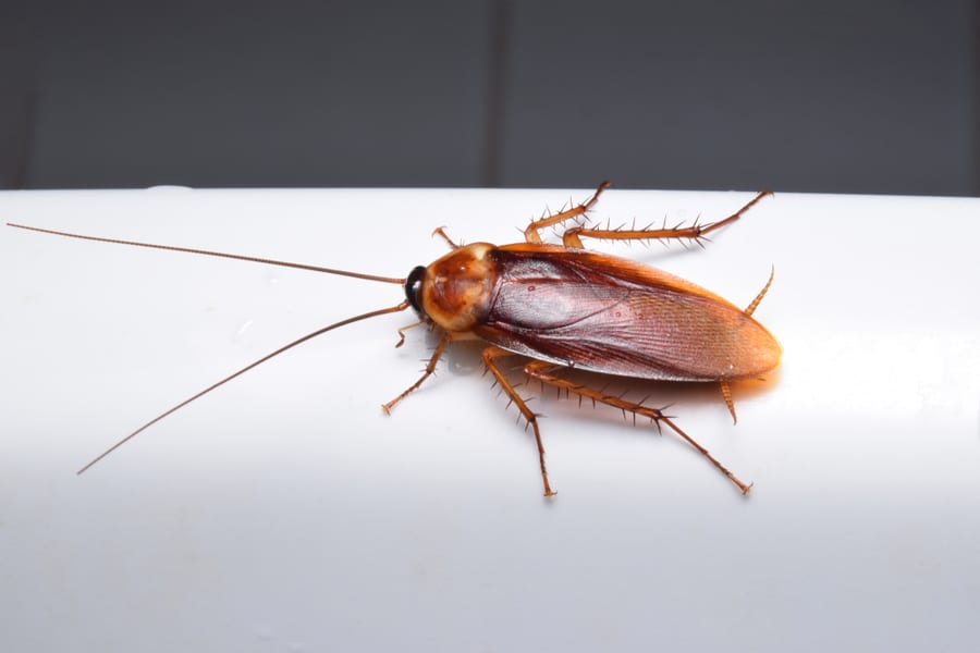 Where Do Roaches Hide In Bathroom?