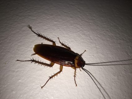 Where Do Roaches Hide In Bedroom?