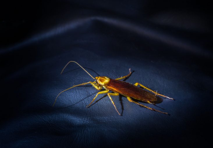 Why Do Cockroaches Crawl on You at Night? BeatPests