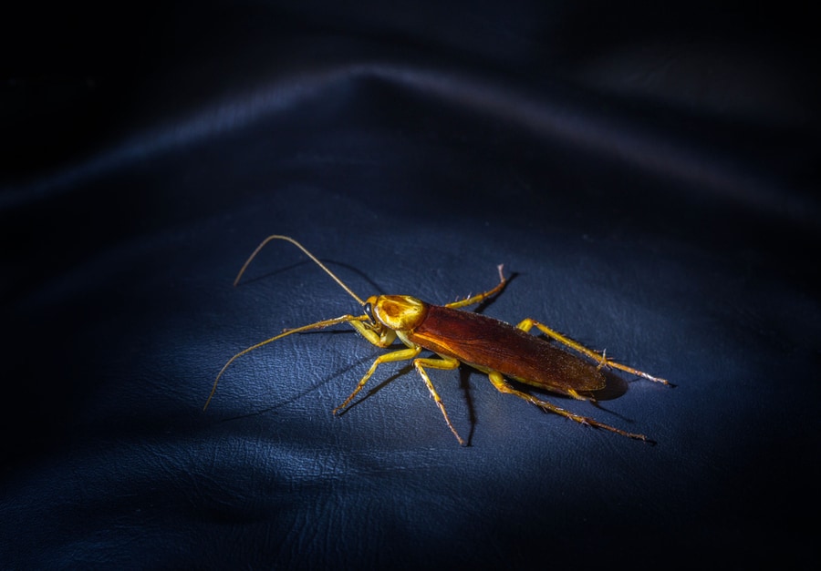 Why Do Cockroaches Come Out At Night?