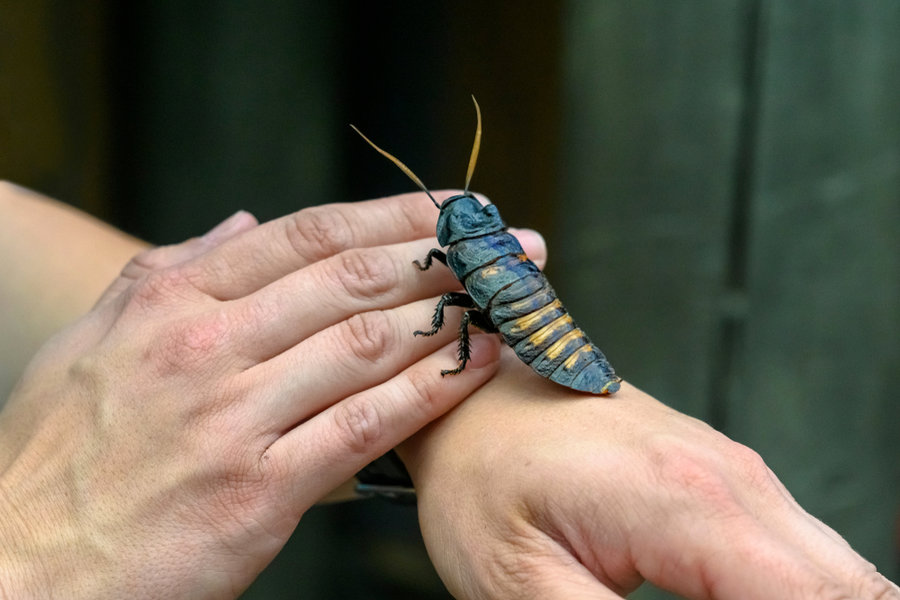 do cockroaches crawl in from kitchen sink