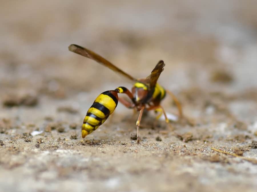 Why Do Ground Wasps Appear In My Front Yard?