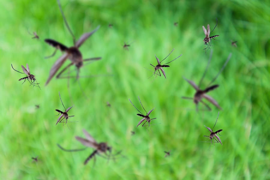 Why Do Mosquitoes Like Gutters?