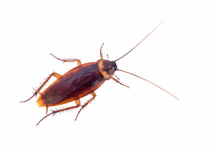 Why Do Roaches Follow Me?