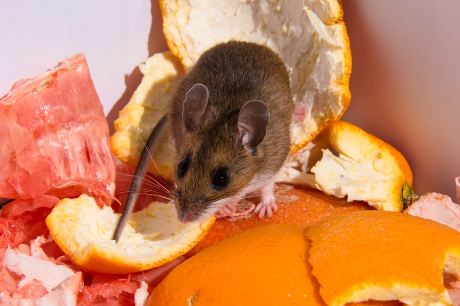 Why Eliminate Mice Infestation?