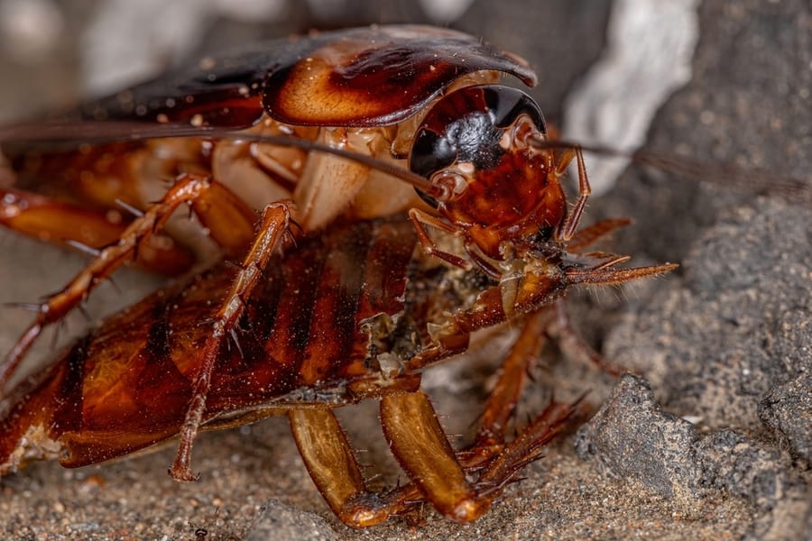 Why Roaches Can Survive In Empty Houses