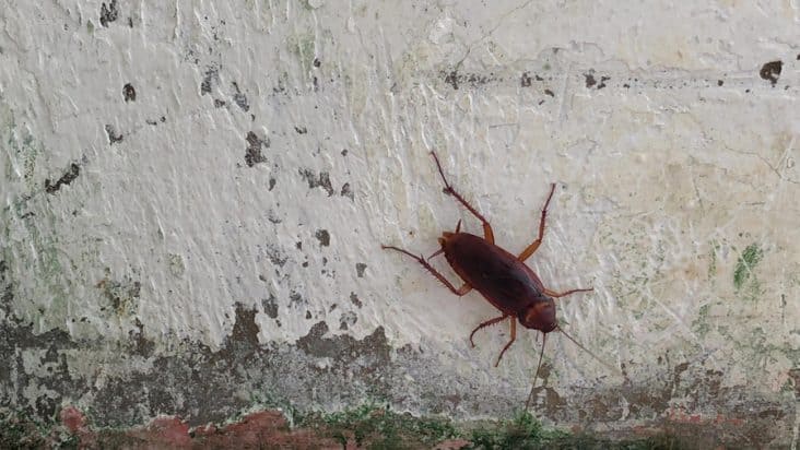 How To Know If Roaches Are In Walls Beatpests
