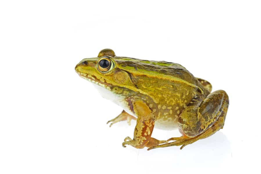 Why Should You Keep Frogs Out Of Your Porch?
