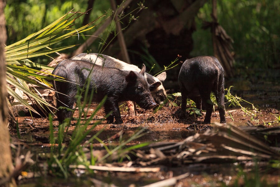 Why Wild Hogs Love Roaming Around Yards