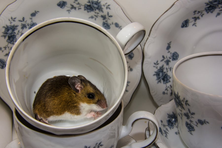 Wild Brown Mouse Hide In Tea Cup