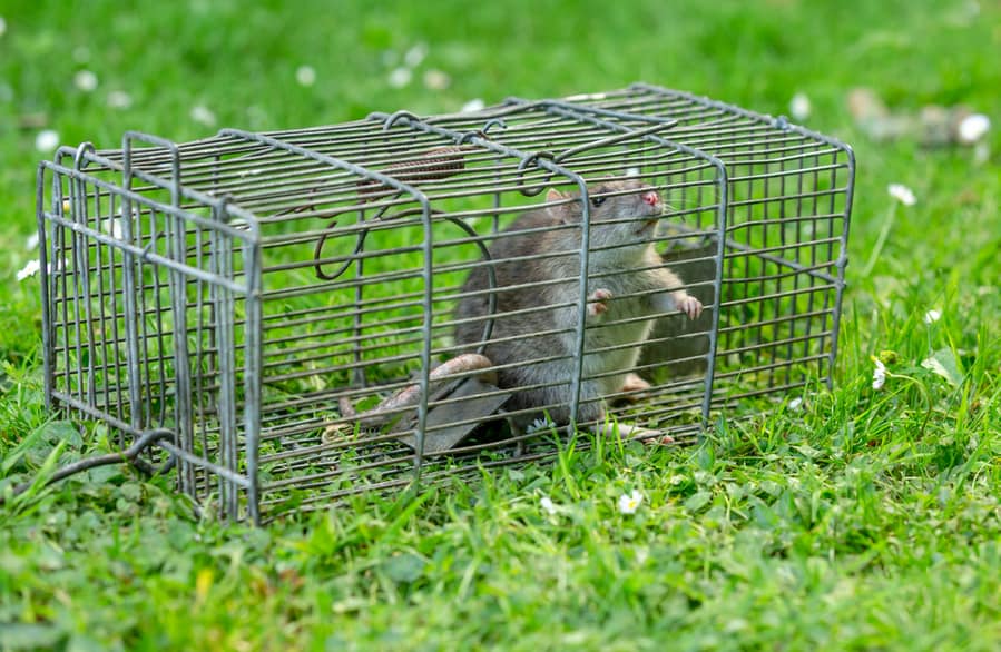 Wild, Brown Rat Caught In A Wire Trap