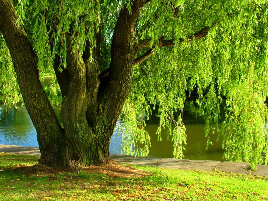 Willow Tree