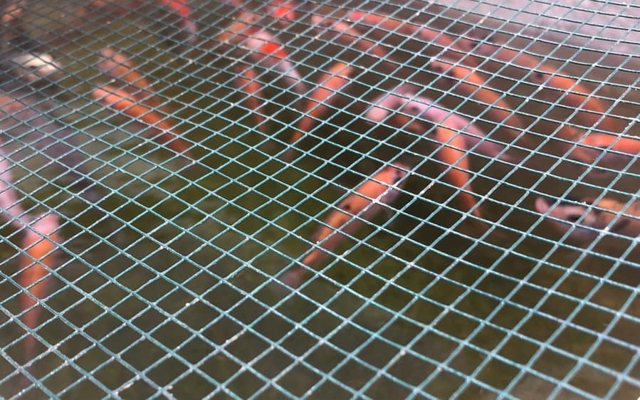 Wire Mesh Protects Small Fish