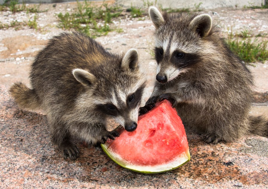 Wo Adorable Baby Raccoons Eating A Huge Chunk Of Red, Ripe Watermelon.