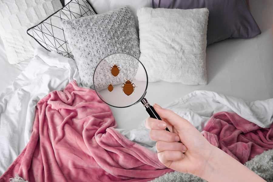 Woman With Magnifying Glass Detecting Bed Bugs