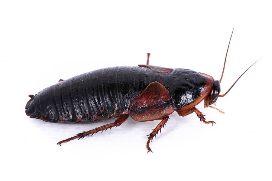 Wood Roach