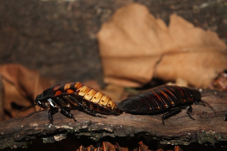 Wood Roaches