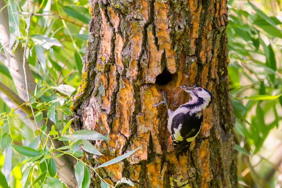 Woodpecker