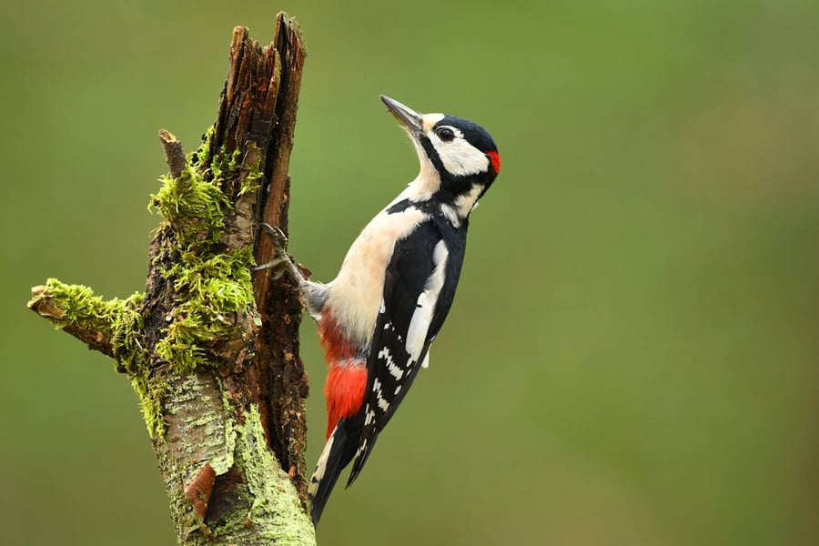 Woodpecker