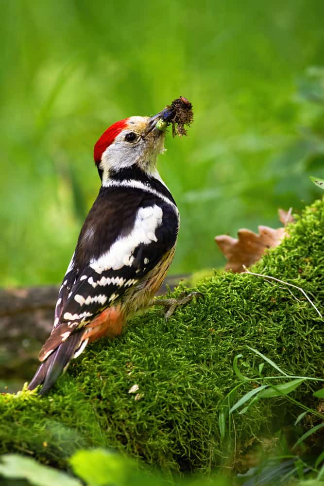 Woodpecker Carrying Insects