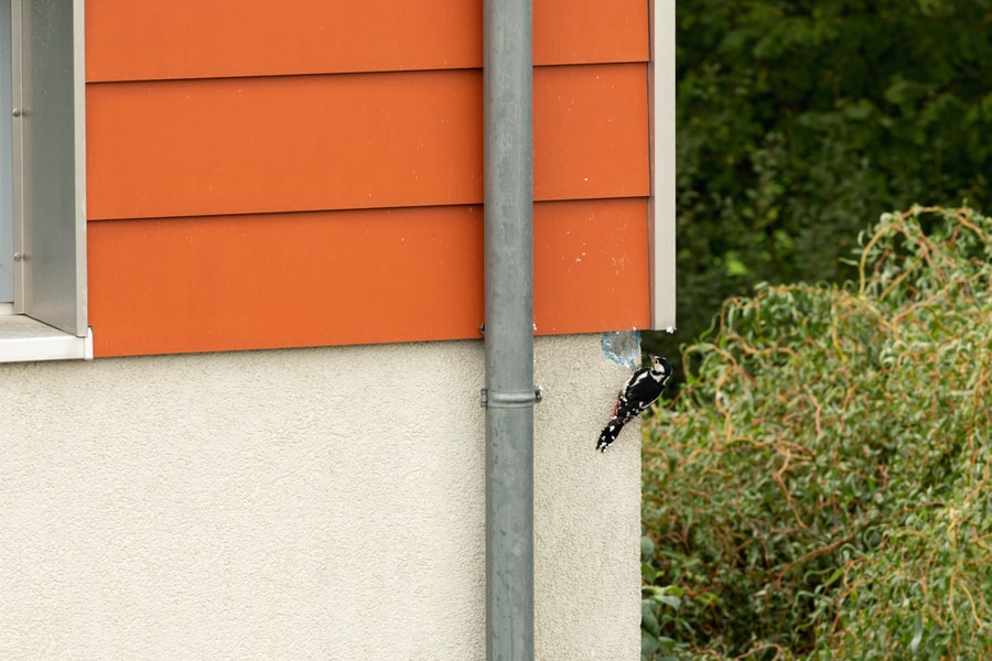 Woodpecker Hammering The House