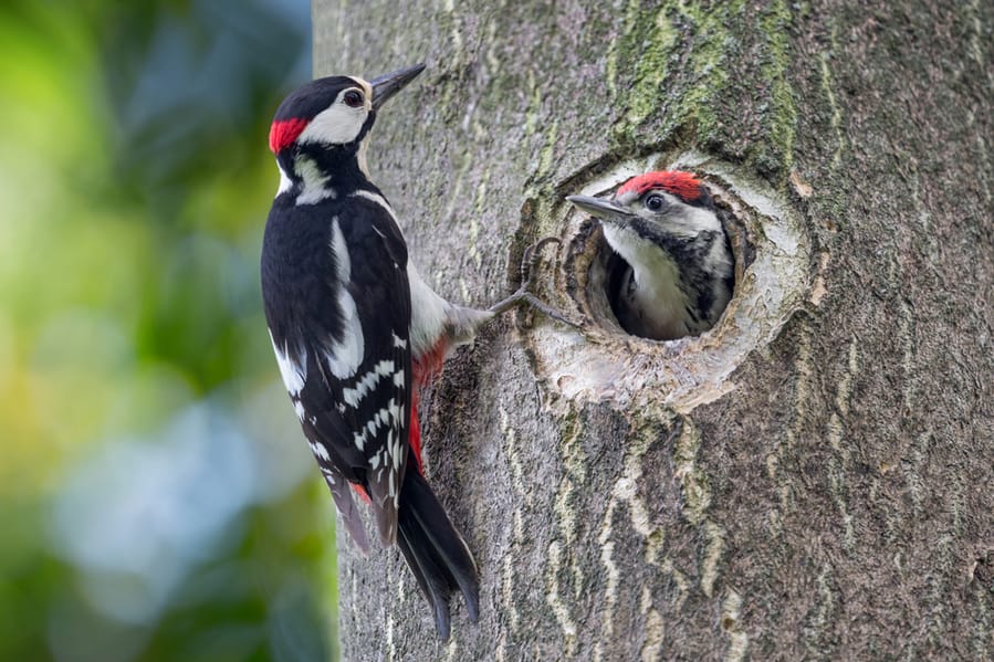 Woodpeckers