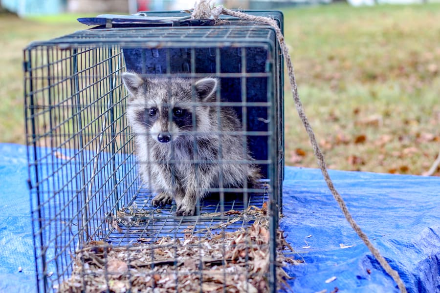 Worried Raccoon In Have-A-Heart Cage