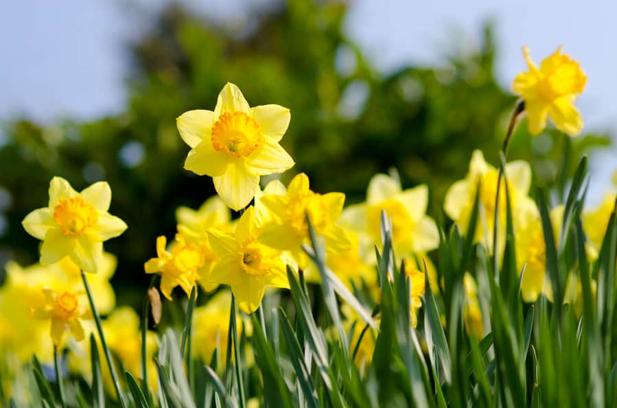 Yellow Daffodils In The Garden