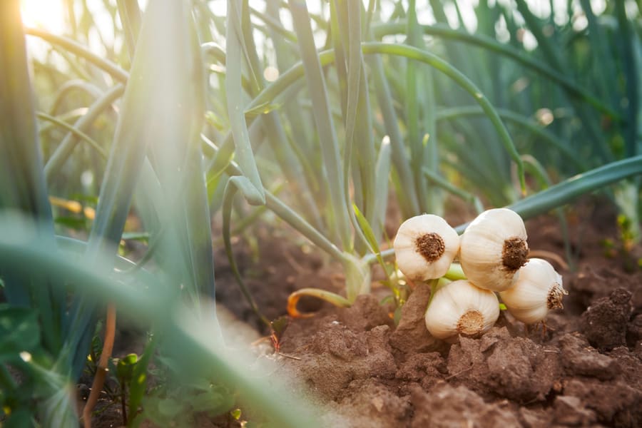 Young Garlic Lying On Garden Ground